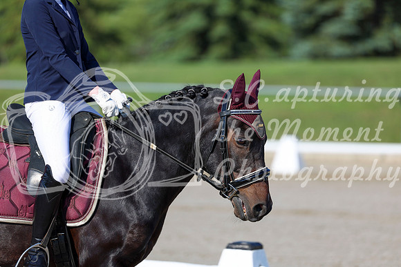 2025 - Dressage Festival - Saturday July 5th - 00659