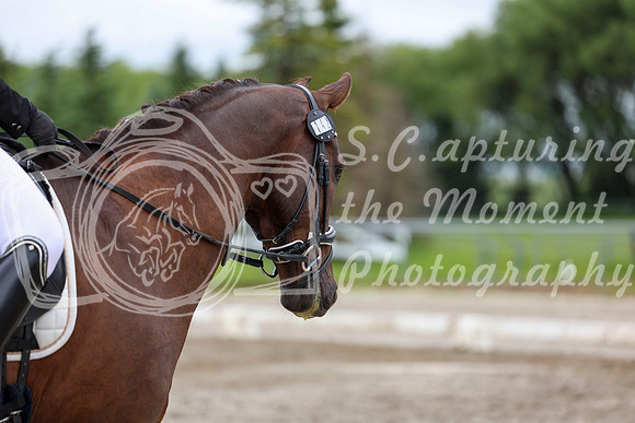 2025 - Dressage Festival - Sunday July 6th - 09561