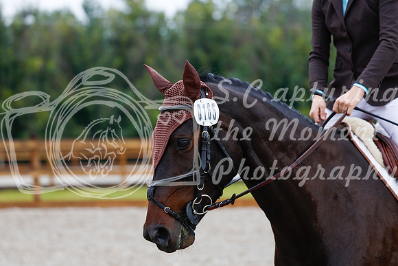 2025 - Haylee - Picco Horse Show - Sunday July 27th 00884