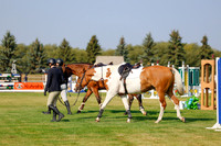 2025 - Haylee - Harvest Horse Show - Thursday, September 11th 00908