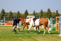 2025 - Haylee - Harvest Horse Show - Thursday, September 11th 00909