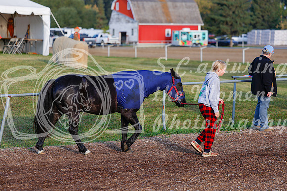 2025 - Haylee - Harvest Horse Show - Friday, September 12th 00005