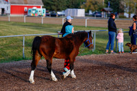 2025 - Haylee - Harvest Horse Show - Friday, September 12th 00002