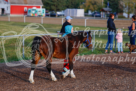 2025 - Haylee - Harvest Horse Show - Friday, September 12th 00002
