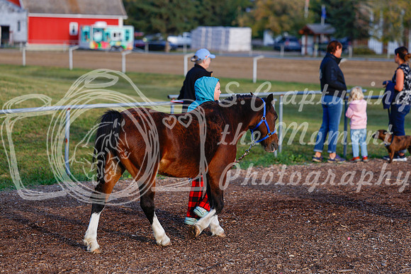 2025 - Haylee - Harvest Horse Show - Friday, September 12th 00003