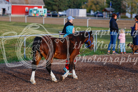 2025 - Haylee - Harvest Horse Show - Friday, September 12th 00001