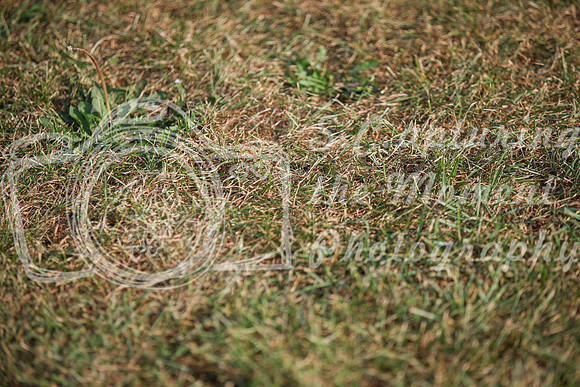 2025 - Karlee - Harvest Horse Show - Friday, September 12th 03380