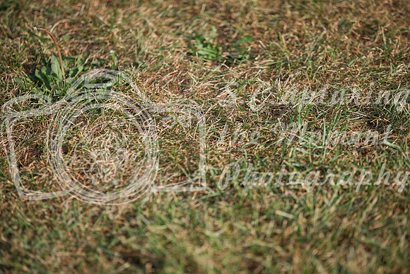 2025 - Karlee - Harvest Horse Show - Friday, September 12th 03381