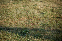 2025 - Karlee - Harvest Horse Show - Sunday, September 13th 00109