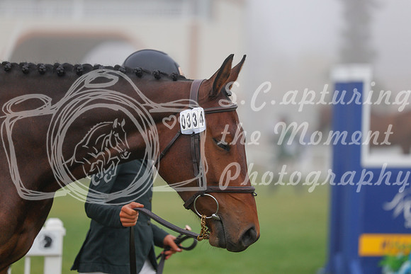 2025 - Haylee - Harvest Horse Show - Sunday, September 14th 00022