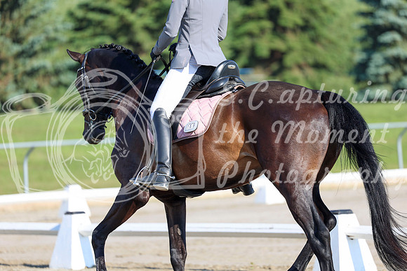 2025 - Dressage Festival - Saturday July 5th - 00091
