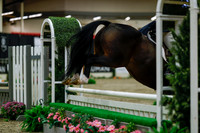 2025 - Haylee - Royal West - Saturday October 18th - 03764