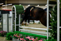 2025 - Haylee - Royal West - Saturday October 18th - 03765