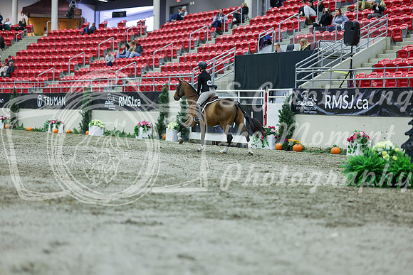 2025 - Shea - Royal West - Saturday October 18th - 01474
