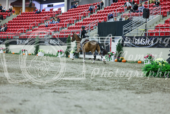 2025 - Shea - Royal West - Saturday October 18th - 01475