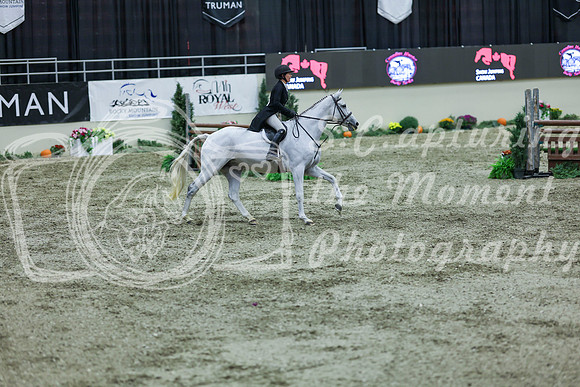 2025 - Shea - Royal West - Saturday October 18th - 07508