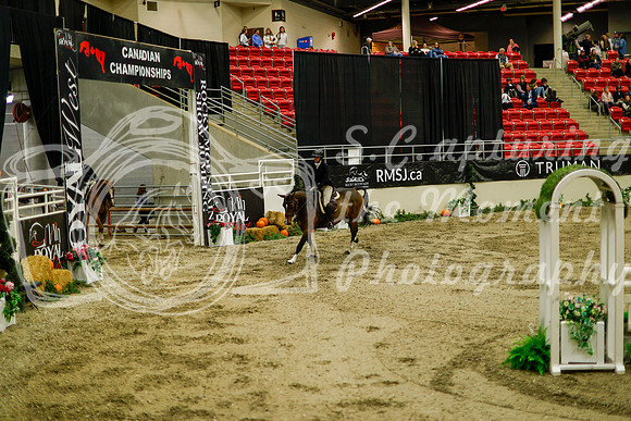 2025 - Haylee - Royal West - Saturday October 18th - 08799