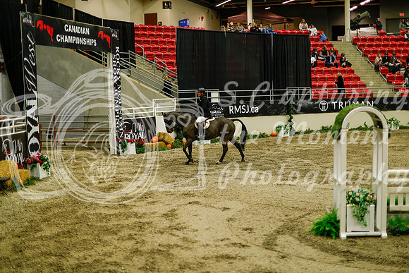 2025 - Haylee - Royal West - Saturday October 18th - 08916
