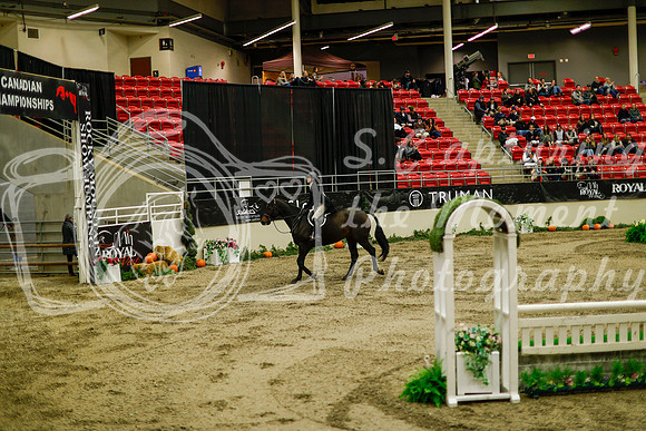 2025 - Haylee - Royal West - Saturday October 18th - 08418