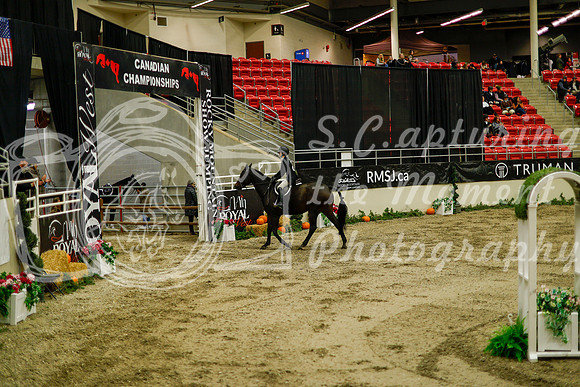 2025 - Haylee - Royal West - Saturday October 18th - 08419
