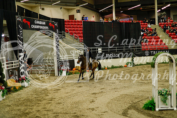 2025 - Haylee - Royal West - Saturday October 18th - 08328