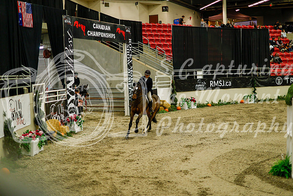 2025 - Haylee - Royal West - Saturday October 18th - 08331