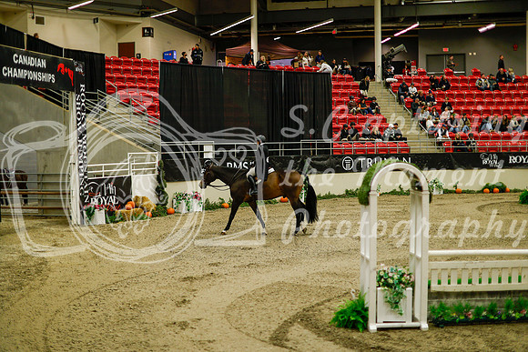 2025 - Haylee - Royal West - Saturday October 18th - 08212
