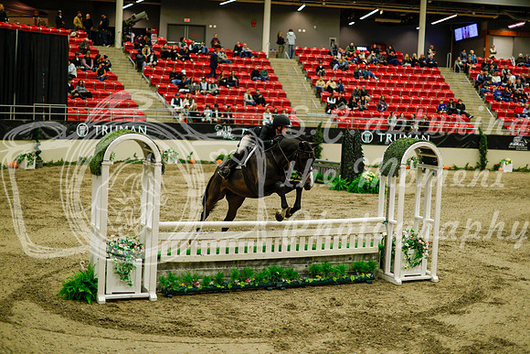 2025 - Haylee - Royal West - Saturday October 18th - 08520