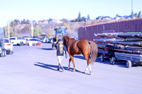2025 - Haylee - Royal West - Thursday October 23rd - 07568