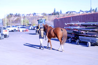 2025 - Haylee - Royal West - Thursday October 23rd - 07567