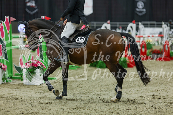2025 - Shea - Royal West - Saturday October 25th - 12265