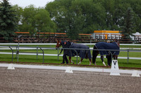 2025 - Dressage Festival - Sunday July 6th - 00162