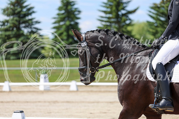 2025 - Dressage Festival - Saturday July 5th - 06972