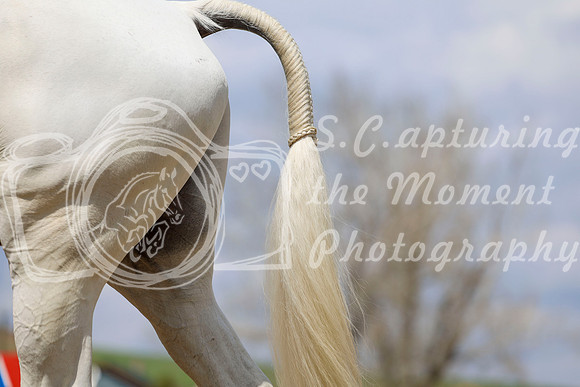 2026 - Shea - Bow Valley I - Saturday May 9th - 04634