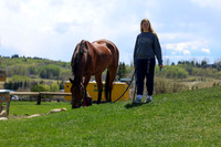2026 - Shea - Bow Valley II - Friday May 15th - 08250