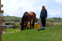 2026 - Shea - Bow Valley II - Friday May 15th - 08253