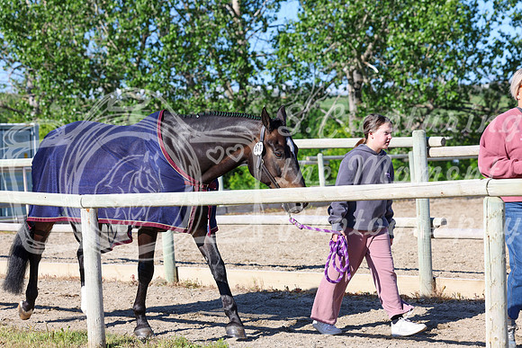 01460 - Shea - 2026 June Classic I - Saturday June 13th