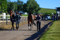 00260 - Shea - 2026 June Classic II - Friday June 19th