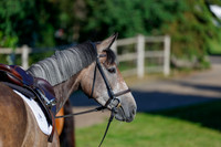 2025 - Haylee - Picco Horse Show - Thursday July 24th 00005