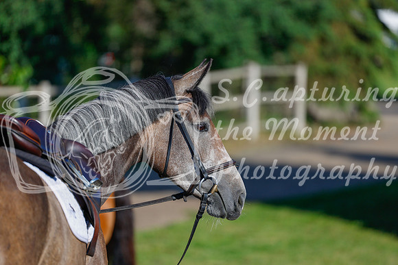 2025 - Haylee - Picco Horse Show - Thursday July 24th 00005