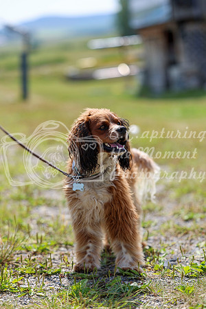 05826 - Shea - 2026 Rocky Mountain Classic I - Wednesday August 5th
