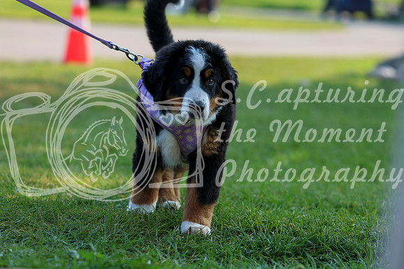 02003 - Shea - 2026 Rocky Mountain Classic II - Saturday August 15th