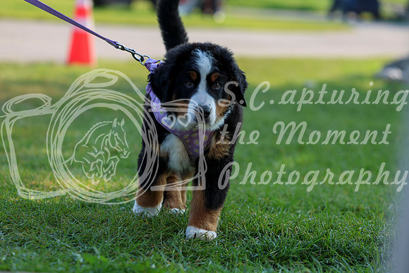 02004 - Shea - 2026 Rocky Mountain Classic II - Saturday August 15th