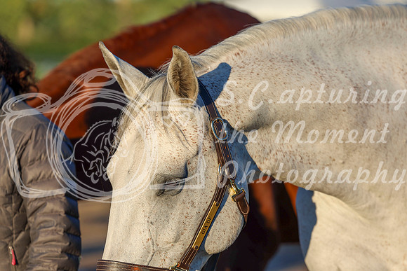 00007 - Shea - 2026 Rocky Mountain Classic II - Wednesday August 19th