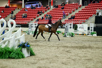 01355 - Mara - 2026 Royal West - Saturday October 2th