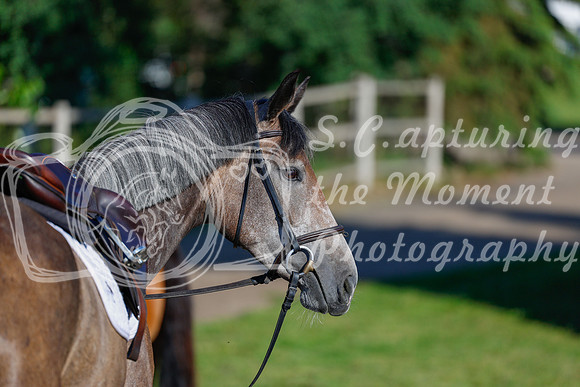 2025 - Haylee - Picco Horse Show - Thursday July 24th 00003