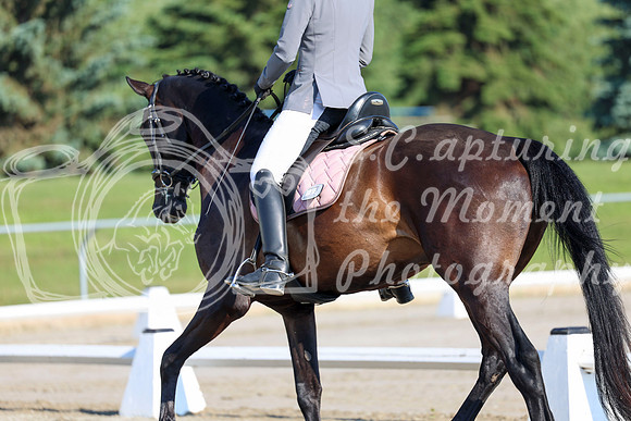 2025 - Dressage Festival - Saturday July 5th - 00092