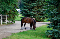 2025 - Haylee - Picco Horse Show - Saturday July 26th 00019