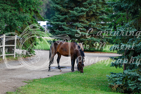 2025 - Haylee - Picco Horse Show - Saturday July 26th 00019