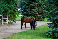 2025 - Haylee - Picco Horse Show - Saturday July 26th 00018